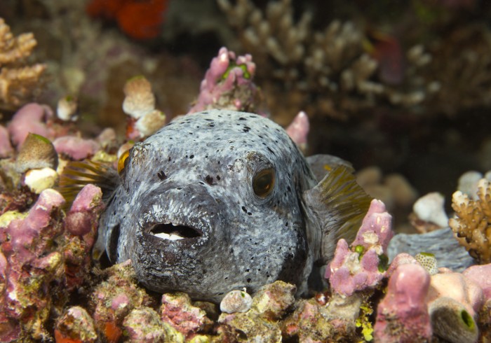 Utek do prirody_Maledivy__ET_0367w