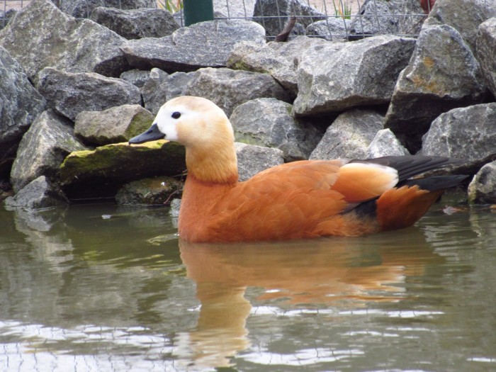 10572066_980612755339897_266286413594533465_o