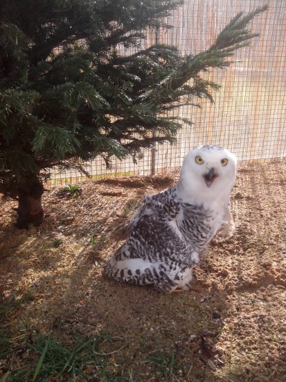 12819404_972248269509679_2035832083989349383_o