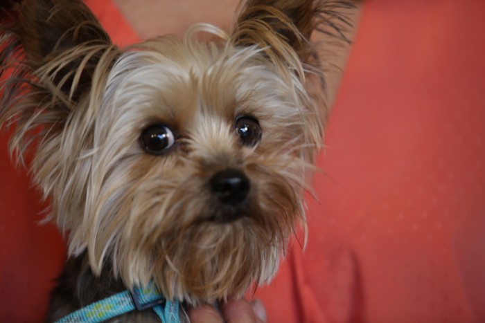 Location: North Hollywood, CA, USA: The Guerrero's dog, Bitsy (Photo Courtesy of: Snake Oil AKA Ping Pong Productions)