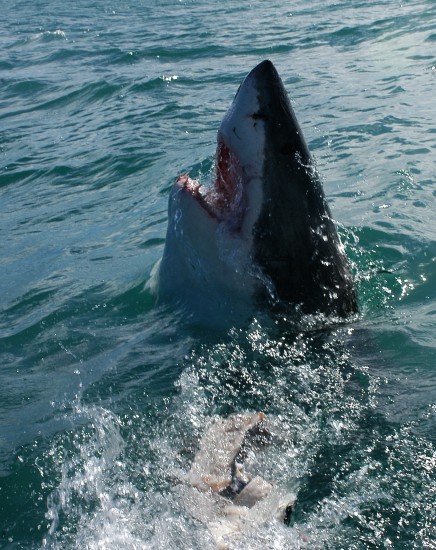 Mytus jmenem zralok 1