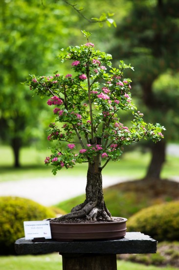 Výstava bonsají I (2)