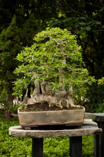 stoletý jasan čínský