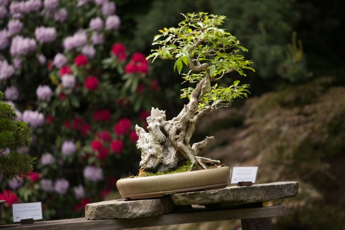 vernisáž výstavy bonsají (3)