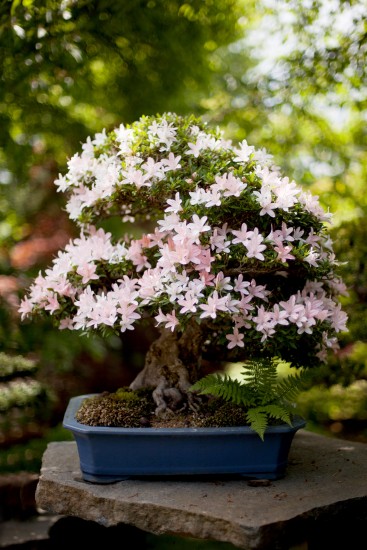 vernisáž výstavy bonsají (5)