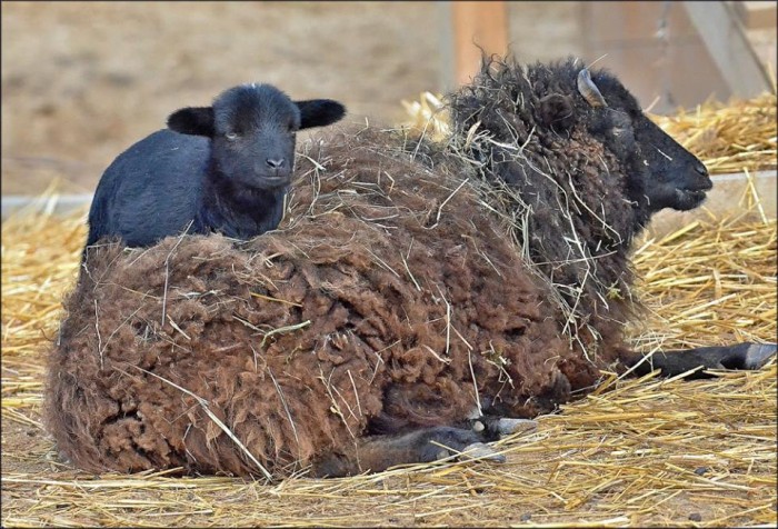 13645135_1053669671367538_8104649417599168632_n