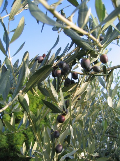 Nebudou chybět olivy a olivový olej