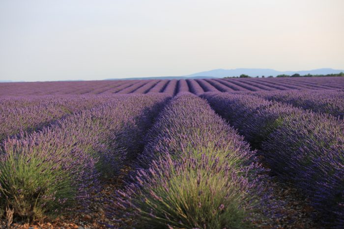 lavande_champs-de-lavandin_tezed-arte