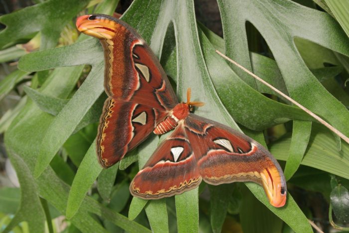 Výstava motýlů Atacus atlas