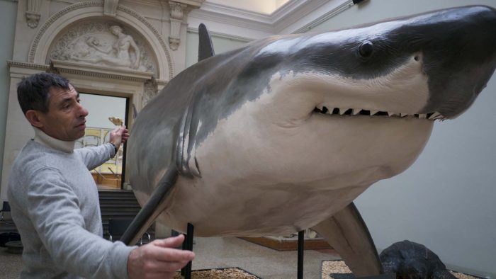 REQUINS_SHARKS-Photo02