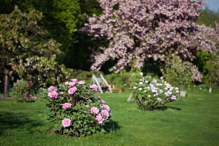 pivoňková louka_jaro