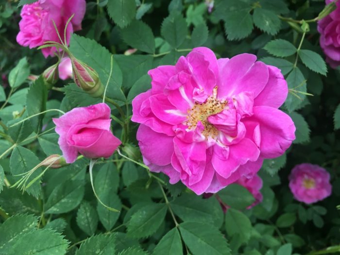 Rosa californica Plena 2