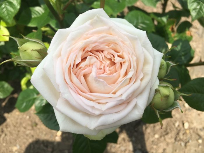 Rosa hybr. Madame Anisette 3
