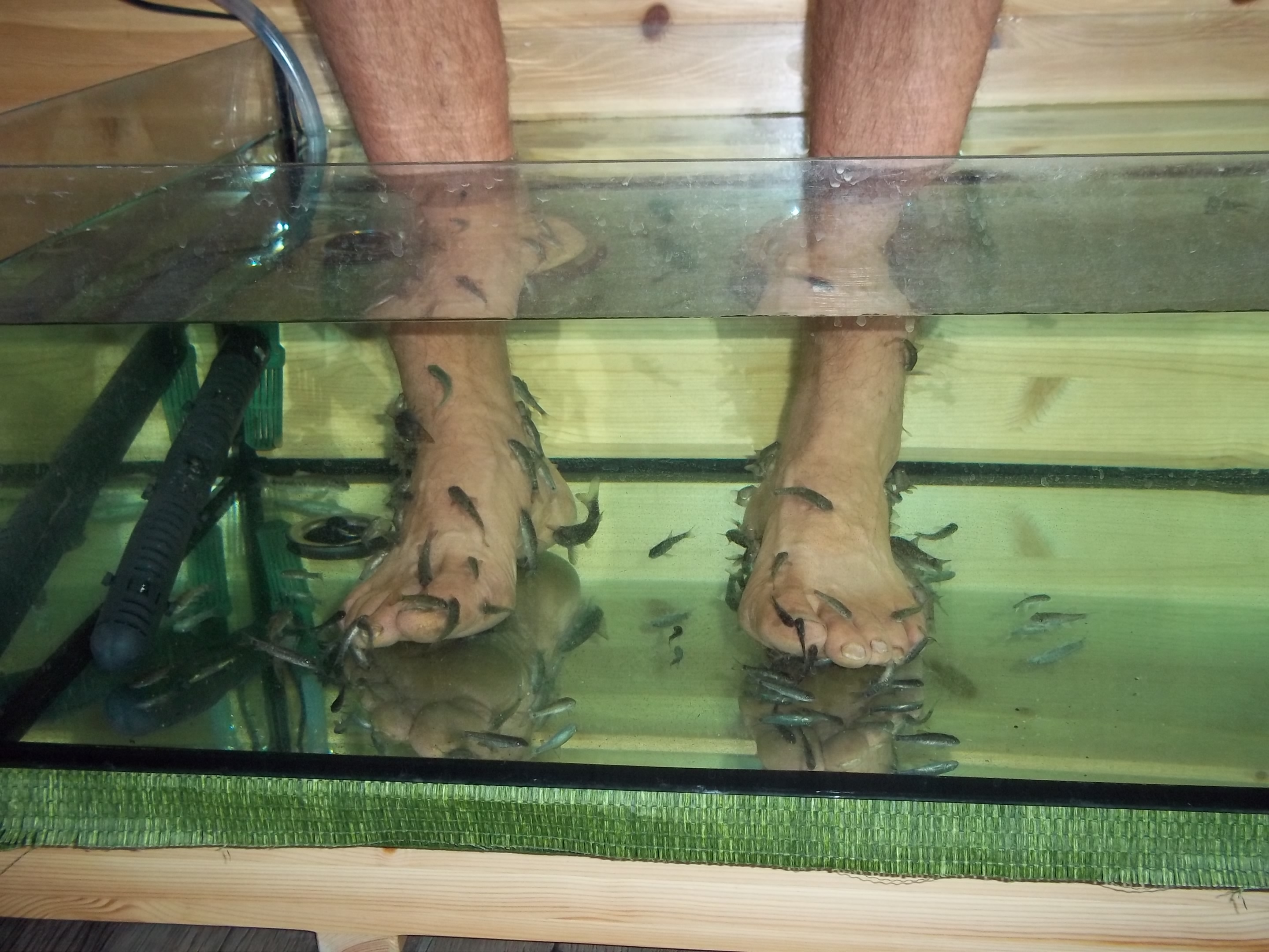 O Vánocích kapra? Martin Maxa si dává rybičky trochu menší.