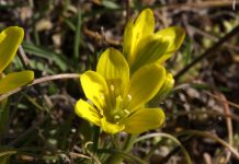 Trojská botanická zahrada nabízí přednášky pro veřejnost zdarma