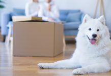 Domácího mazlíčka má každá druhá domácnost. Majitelé nájemních bytů by s tím měli začít počítat